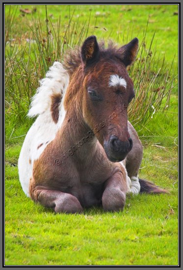 dartmoor-pony-kneeling-yearling-foal.jpg Resting Pony Foal