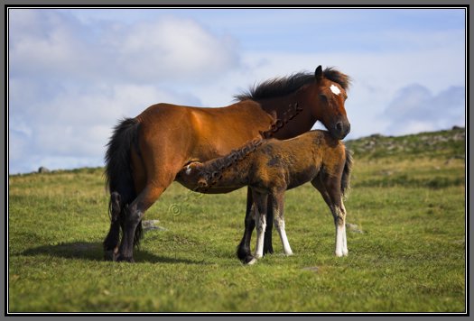 dartmoor-pony-mum-feeding-foal.jpg Dartmoor Pony Suckling Foal