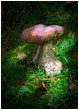 Penny Bun Mushroom - forest-mushroom-dappled-light.jpg click to see this fine art photo at larger size