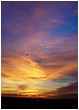 Homeward Bound Buzzard - sunset-bird-2.jpg click to see this fine art photo at larger size