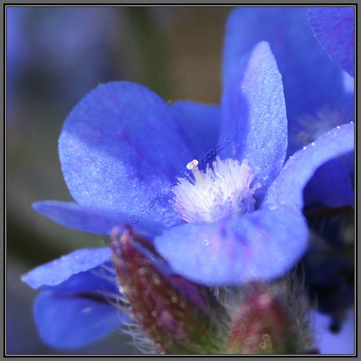 anchusa flower