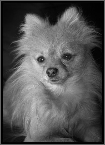bonnie-1.jpg Bonnie The Pomeranian