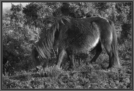 wild-dartmoor-pony.jpg Wild Dartmoor Pony