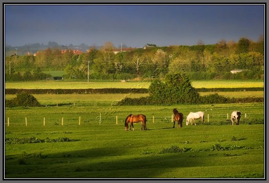 bower-hinton-horses.jpg Grazing Horses, Bower Hinton