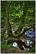 Creek Trees at Spitchwick - creek-trees-spitchwick.jpg click to see this fine art photo at larger size
