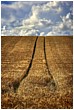 Been and Gone - wheat-field-clr.jpg click to see this fine art photo at larger size