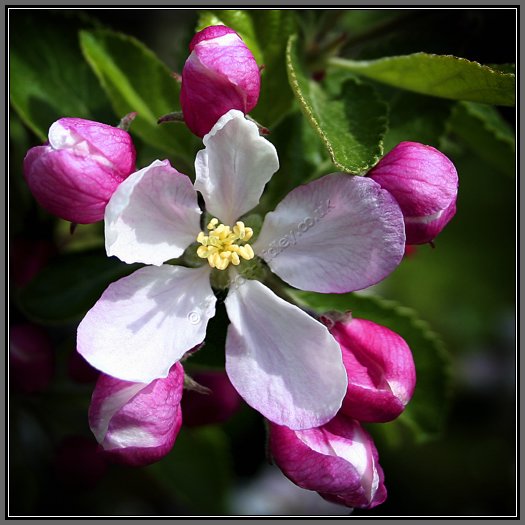 apple-blossom-buds.jpg Apple Blossom Buds
