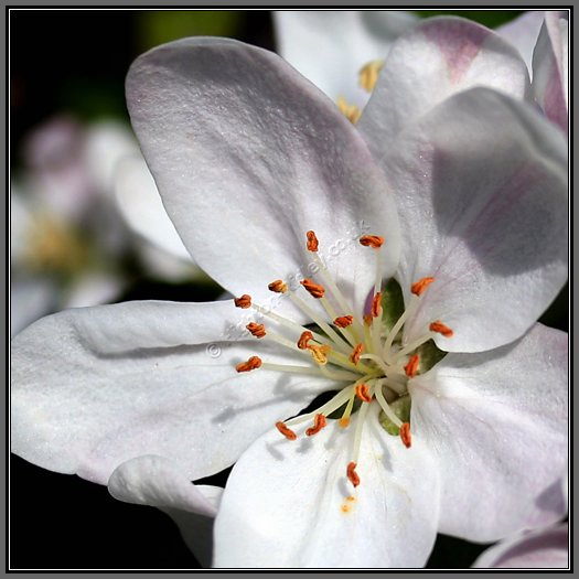 apple-blossom-stamen-stigma.jpg Apple Blossom Flower
