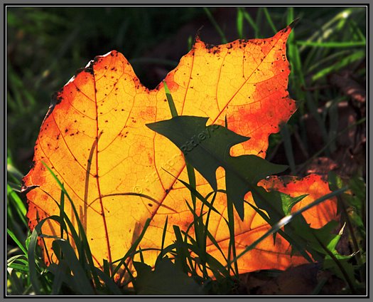 autumn-leaf-glow.jpg Autumn Leaf Glow