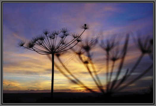 autumn-sunset-echoes.jpg Cow Parsley Silhouette