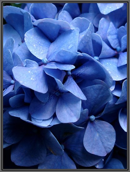 blue-hyderangea-petals.jpg Raindropped Blue Hydrangea