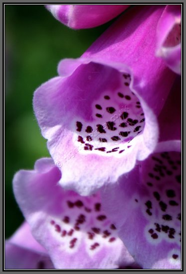 foxglove-closeup.jpg Digitalis Hybrida Camelot Rose