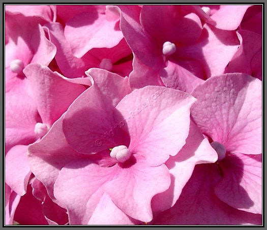 pink-hydrangea-petals.jpg Pink Hydrangea Petals