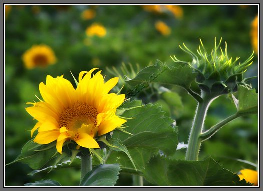sunflower-heads.jpg Opening Sunflower
