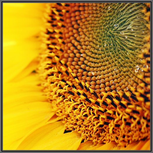 sunflower-seed-development.jpg Sunflower Florets And Seeds