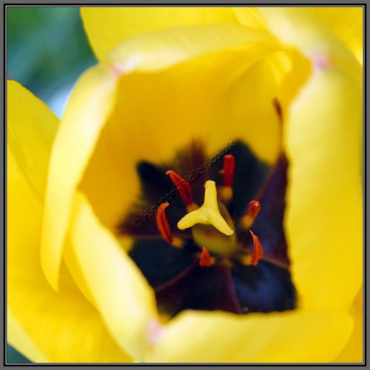 yellow-tulip.jpg Yellow Tulip Closeup