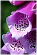 Digitalis Hybrida Camelot Rose - foxglove-closeup.jpg click to see this fine art photo at larger size