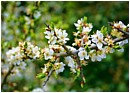 Hawthorn Blossom in May - hawthorn-blossom.jpg click to see this fine art photo at larger size