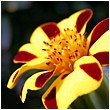 Jolly Jester Marigold - marigold-jolly-jester.jpg click to see this fine art photo at larger size