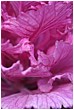 Cabbage Leaf Structure - ornamental-cabbage-texture.jpg click to see this fine art photo at larger size