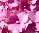 Pink Hydrangea Petals - pink-hydrangea-petals.jpg click to see this fine art photo at larger size