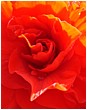 Red Rose Heart - red-rose-heart.jpg click to see this fine art photo at larger size