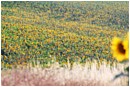 Sunflower Field - sunflower-field.jpg click to see this fine art photo at larger size