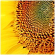 Sunflower Florets And Seeds - sunflower-seed-development.jpg click to see this fine art photo at larger size
