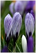 Spring Is Sprung - variegated-crocuses.jpg click to see this fine art photo at larger size