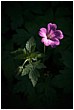 Wood Crane's Bill - wood-cranesbill.jpg click to see this fine art photo at larger size