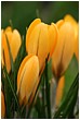 Orange-Yellow Crocuses - yellow-crocuses.jpg click to see this fine art photo at larger size