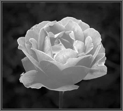 rose.jpg Rose in Black and White