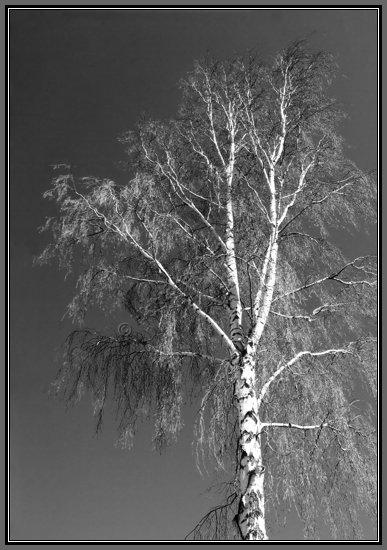 silver-birch.jpg Silver Birch