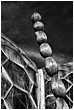 Top Of The Beanstalk - beanstalk-top.jpg click to see this fine art photo at larger size