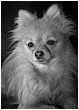 Bonnie The Pomeranian - bonnie-1.jpg click to see this fine art photo at larger size