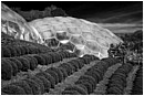 Bubble-Wrap Sanctuary - bubble-wrap-sanctuary.jpg click to see this fine art photo at larger size