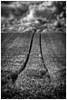 Been and Gone - wheat-field-bw.jpg click to see this fine art photo at larger size